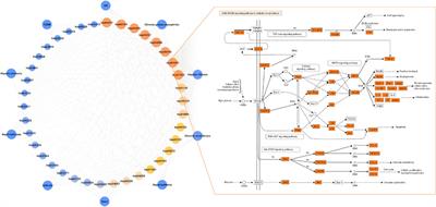 A New Strategy to Investigate the Efficacy Markers Underlying the Medicinal Potentials of Orthosiphon stamineus Benth.